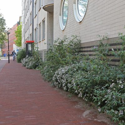 Geveltuin Borneolaan