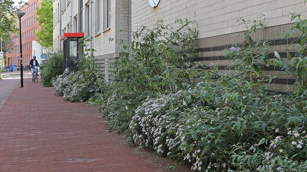 Geveltuin Borneolaan